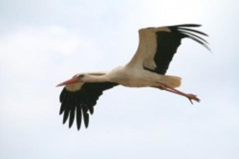 Wei&szlig;storch im Landkreis Leipzig