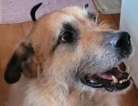<p>Das ist der kleine "REX". F&uuml;r Ihn wird ein neues Zuhause gesucht.&amp;nbsp;</p>