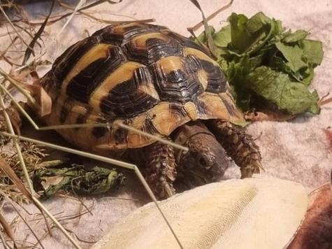Gustav die Landschildkr&ouml;te.jpg