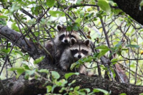 Waschb&auml;ren im Obstbaum